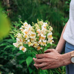 Antirrhinum majus 'Avignon Apricot'-Angelo