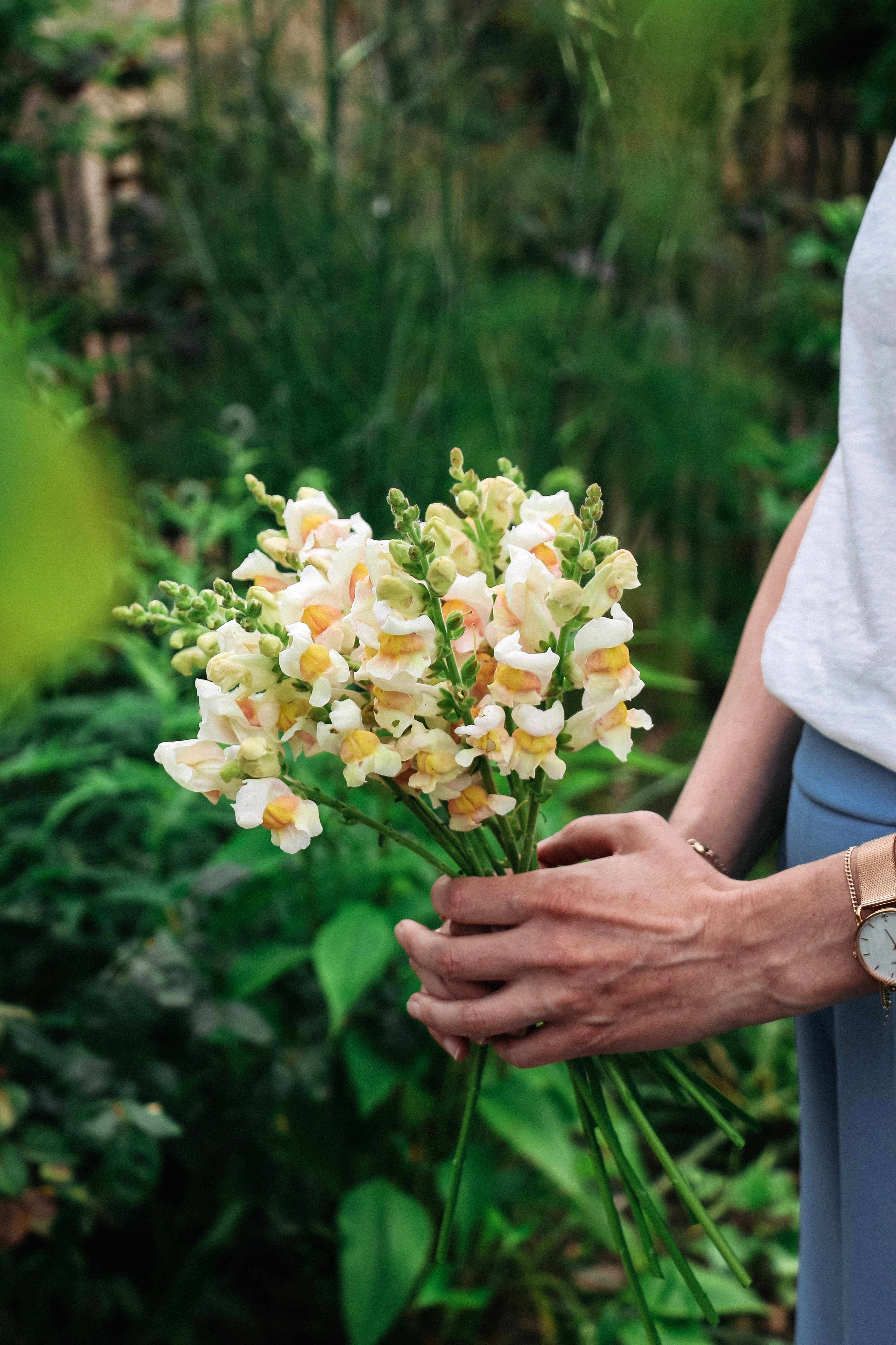 Antirrhinum majus 'Avignon Apricot'-Angelo