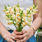 Antirrhinum majus 'Avignon Apricot'-Angelo