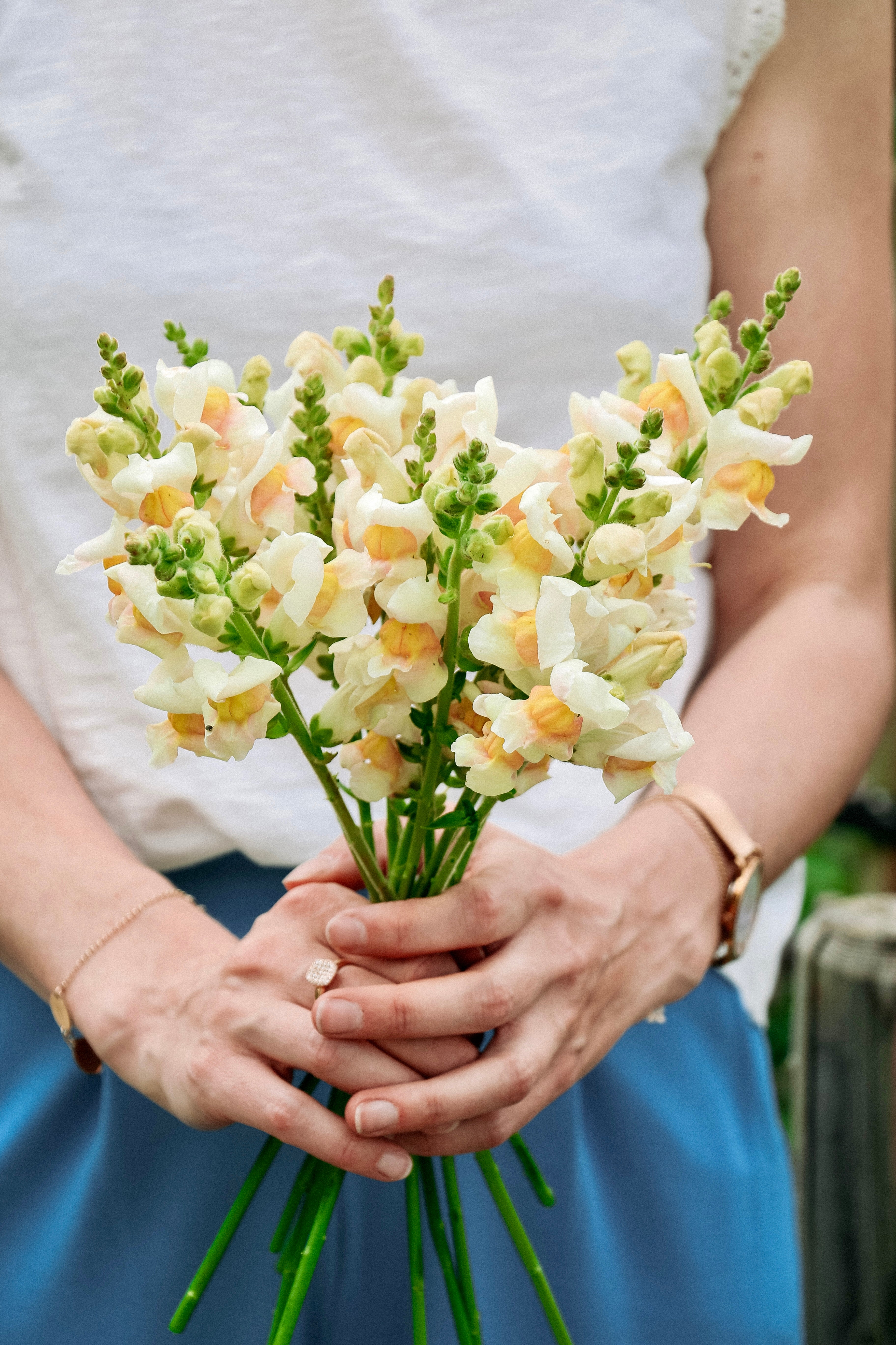 Antirrhinum majus 'Avignon Apricot'-Angelo