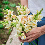 Antirrhinum majus 'Avignon Apricot'-Angelo