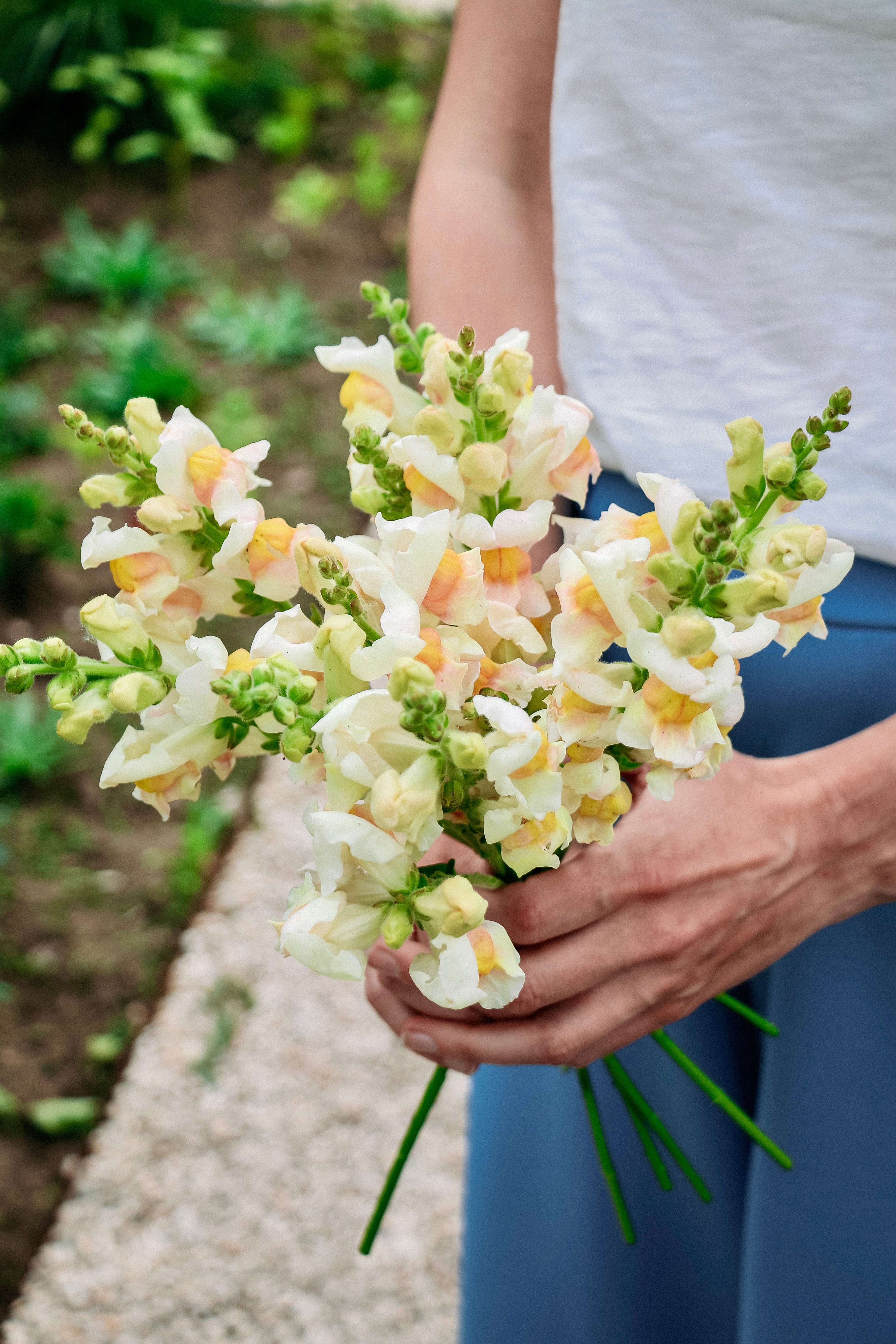 Antirrhinum majus 'Avignon Apricot'-Angelo