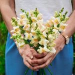 Antirrhinum majus 'Avignon Apricot'-Angelo