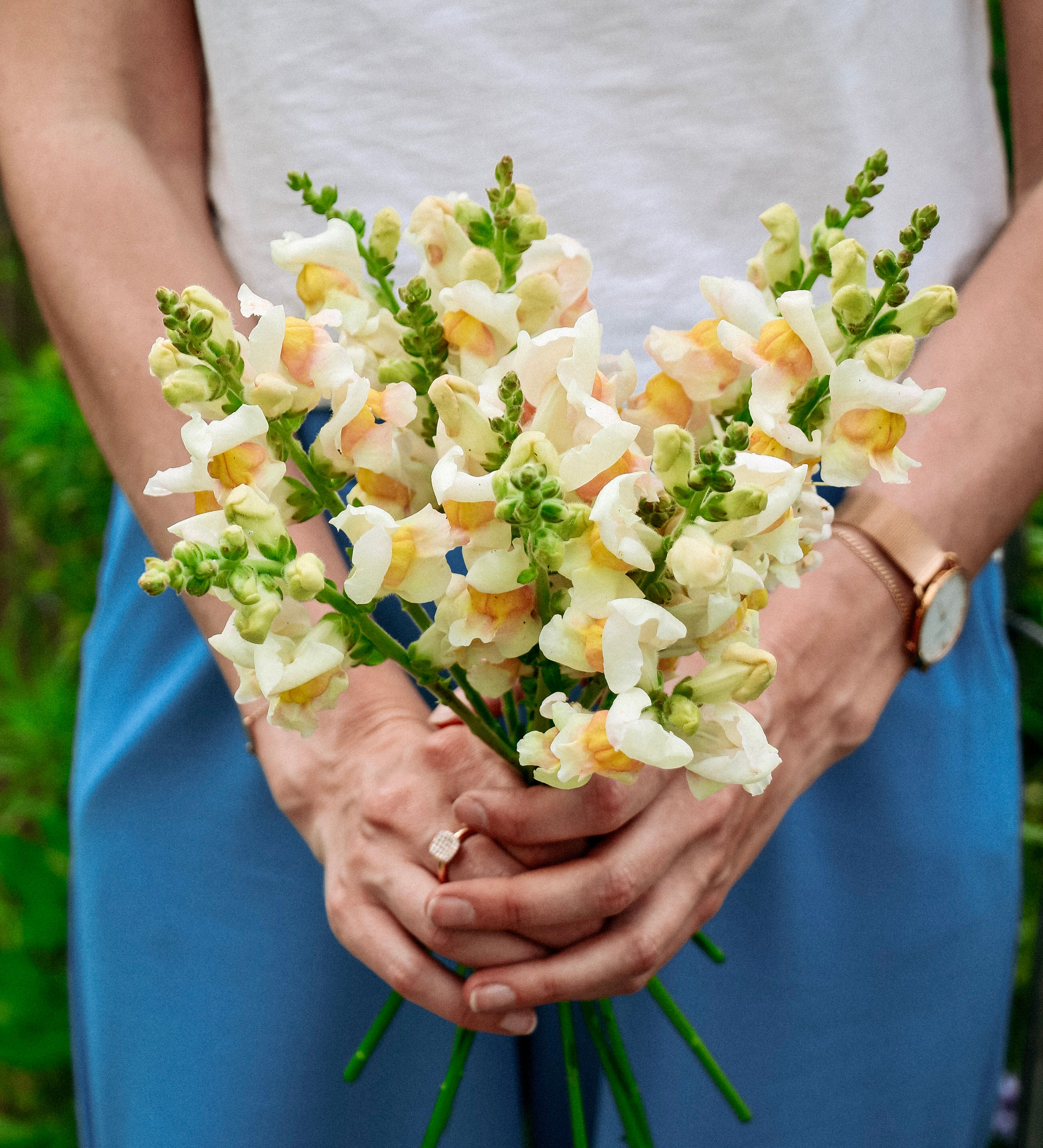 Antirrhinum majus 'Avignon Apricot'-Angelo