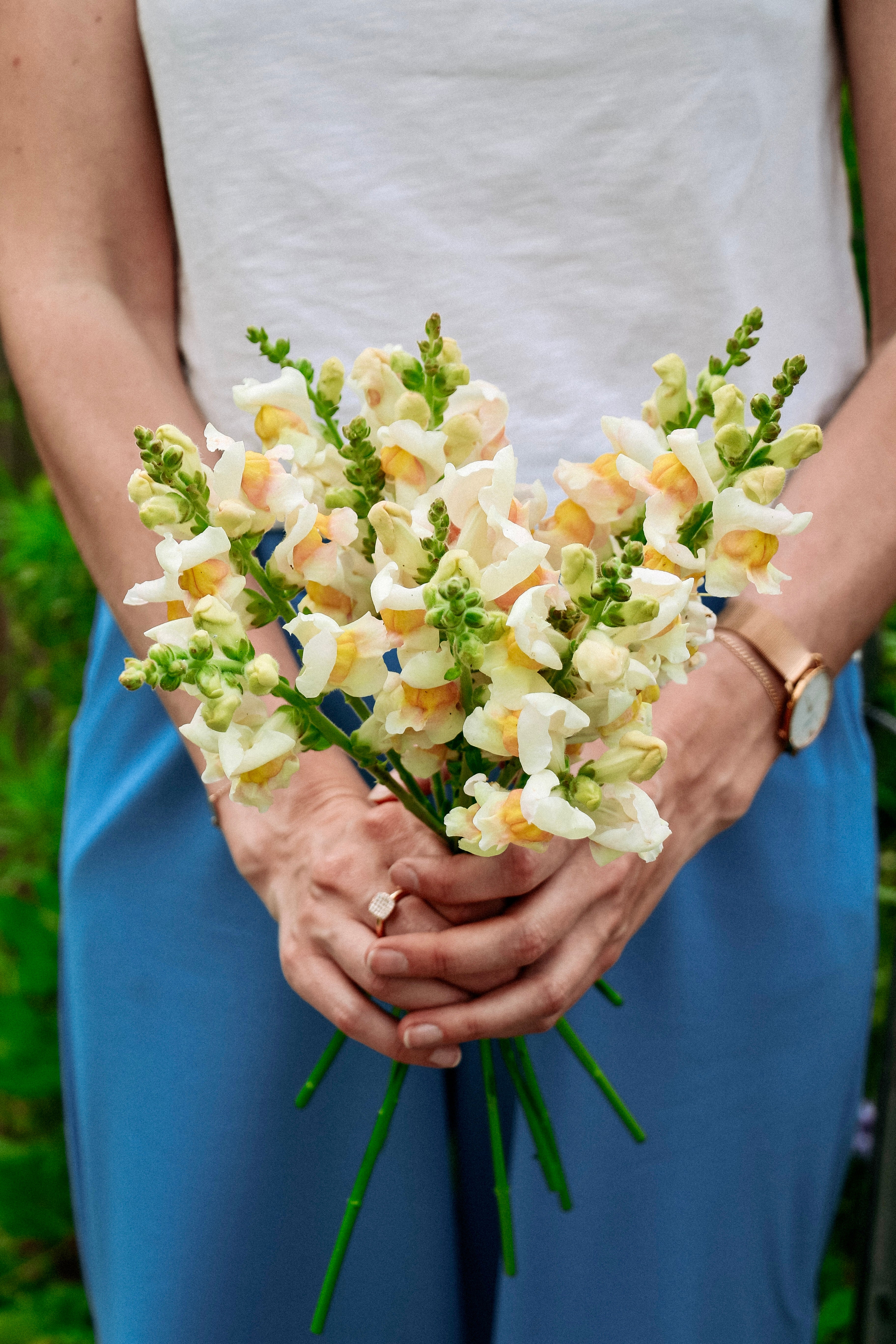 Antirrhinum majus 'Avignon Apricot'-Angelo