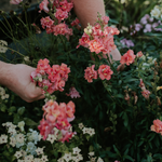 Antirrhinum majus 'madame butterfly cherry bronze'-Angelo