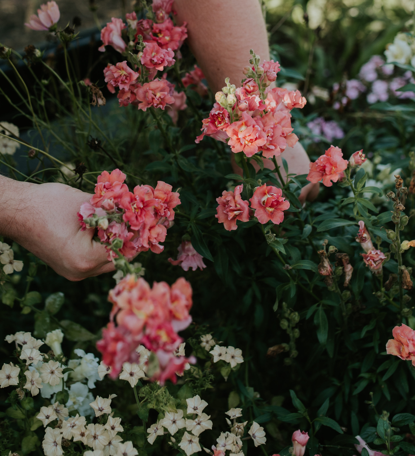 Antirrhinum majus 'madame butterfly cherry bronze'-Angelo