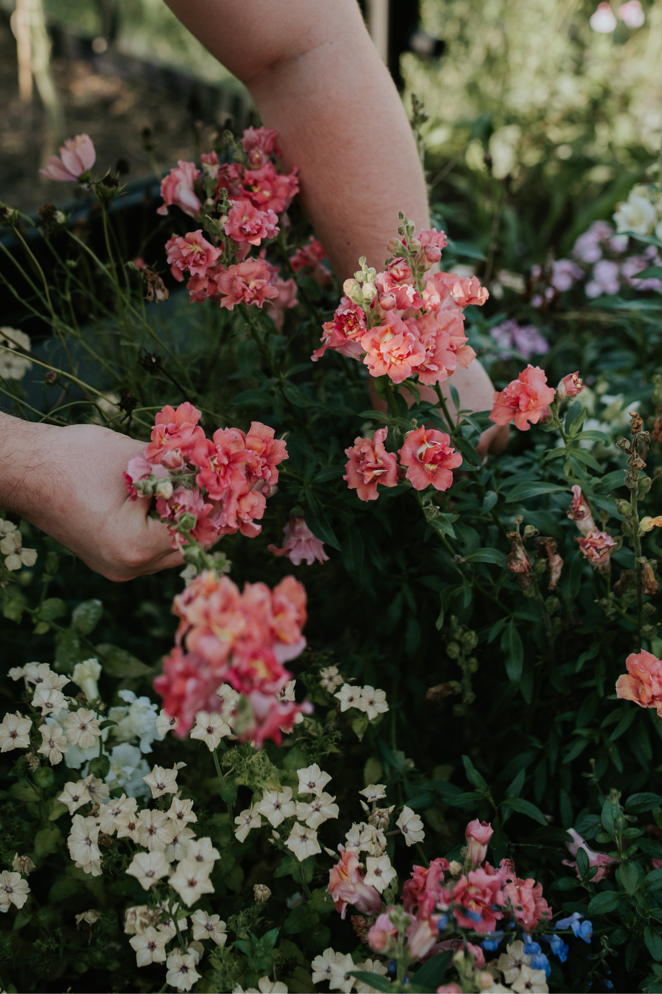Antirrhinum majus 'madame butterfly cherry bronze'-Angelo