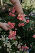 Antirrhinum majus &