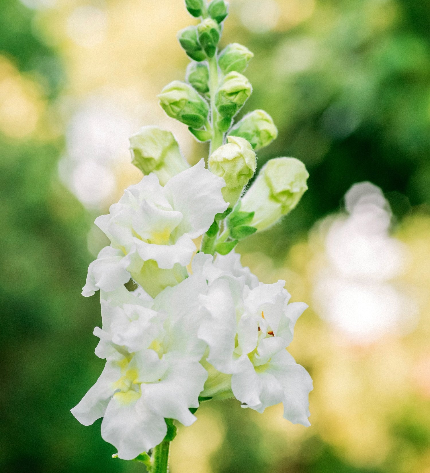 Antirrhinum majus 'madame butterfly ivory'-Angelo