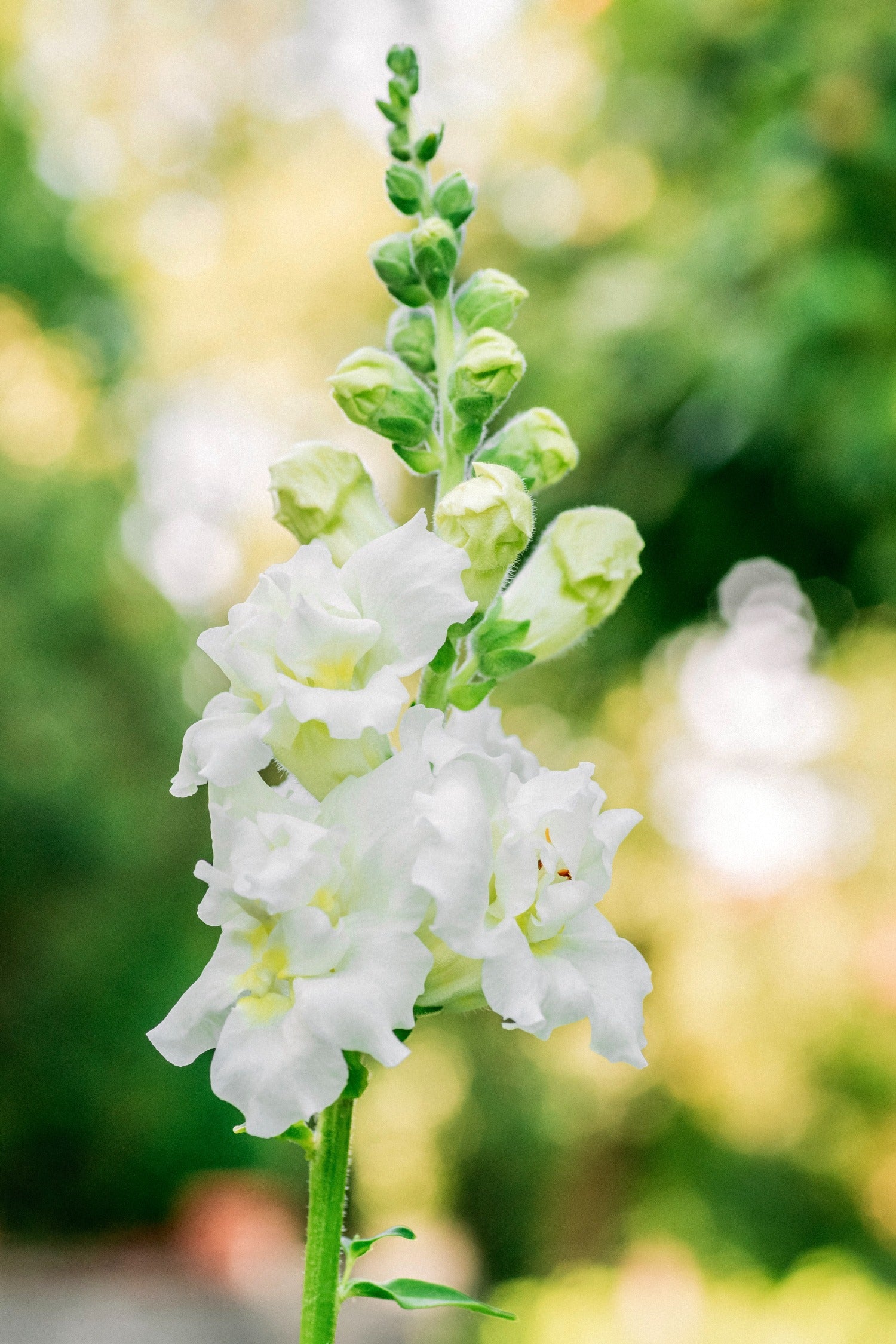Antirrhinum majus &