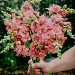 Antirrhinum majus 'madame butterfly Pink'-Angelo