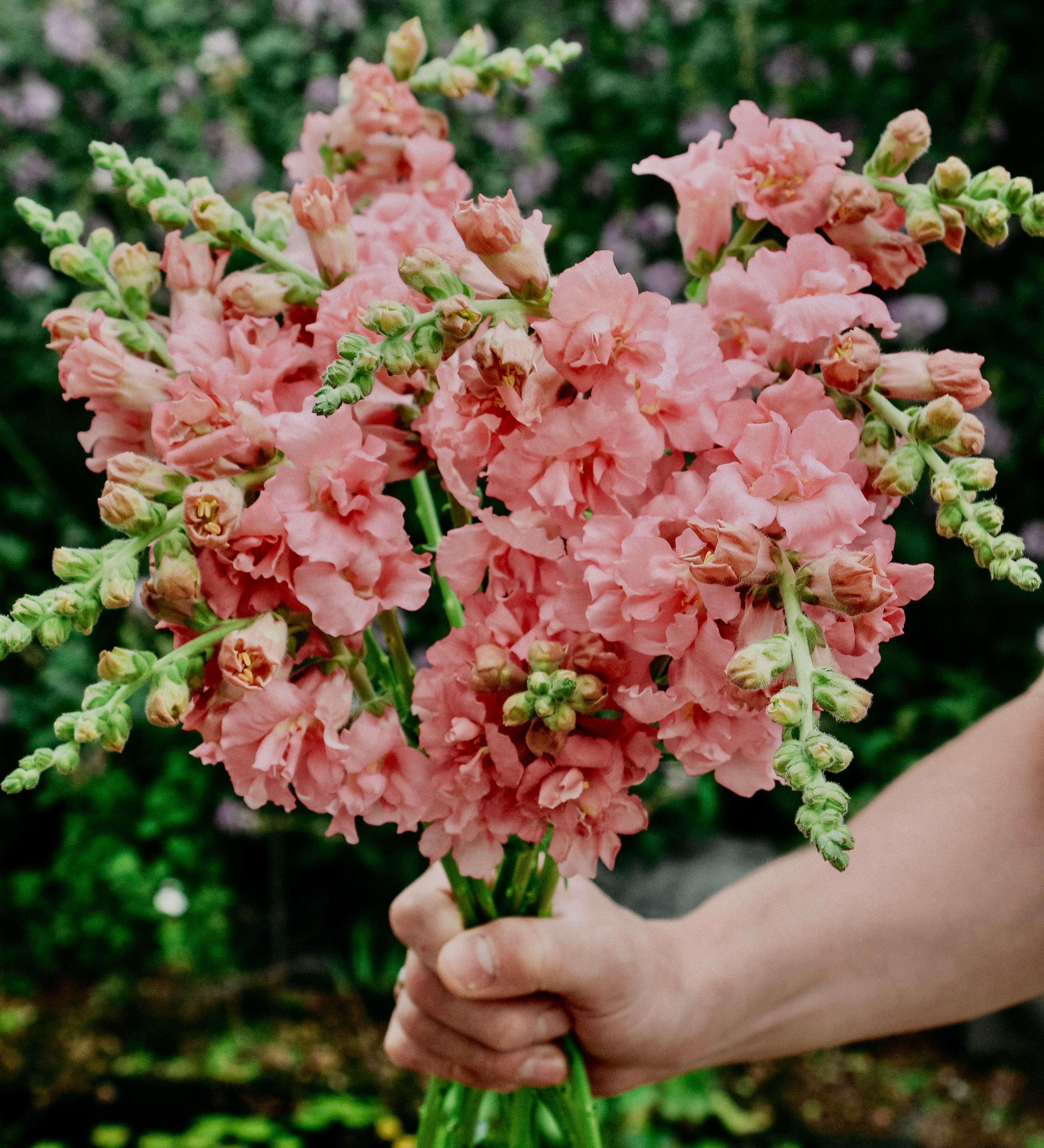 Antirrhinum majus 'madame butterfly Pink'-Angelo