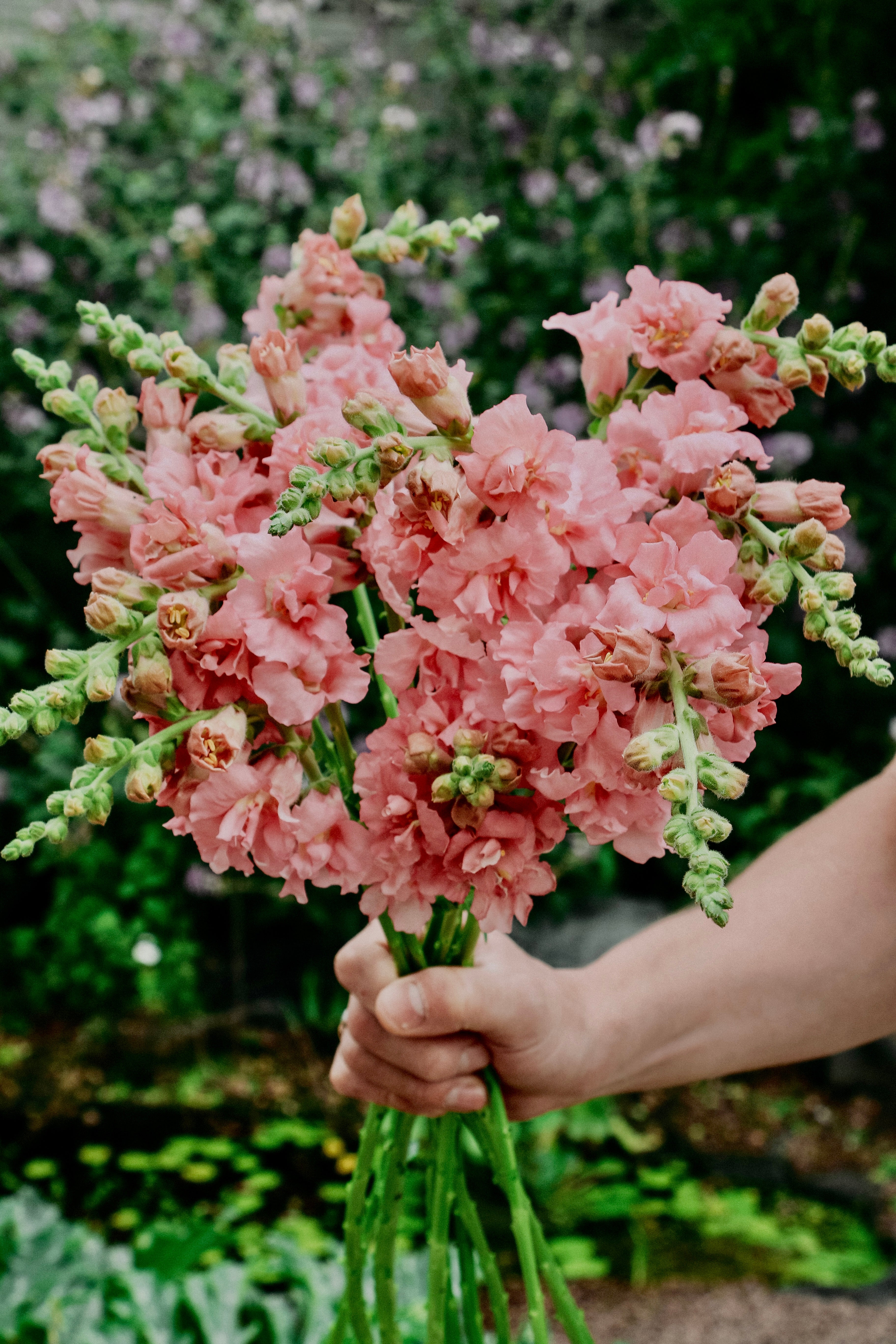 Antirrhinum majus 'madame butterfly Pink'-Angelo
