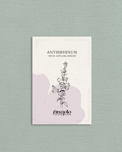 Antirrhinum majus &
