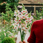 Antirrhinum majus 'opus appleblossom'-Angelo