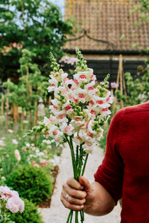 Antirrhinum majus 'opus appleblossom'-Angelo