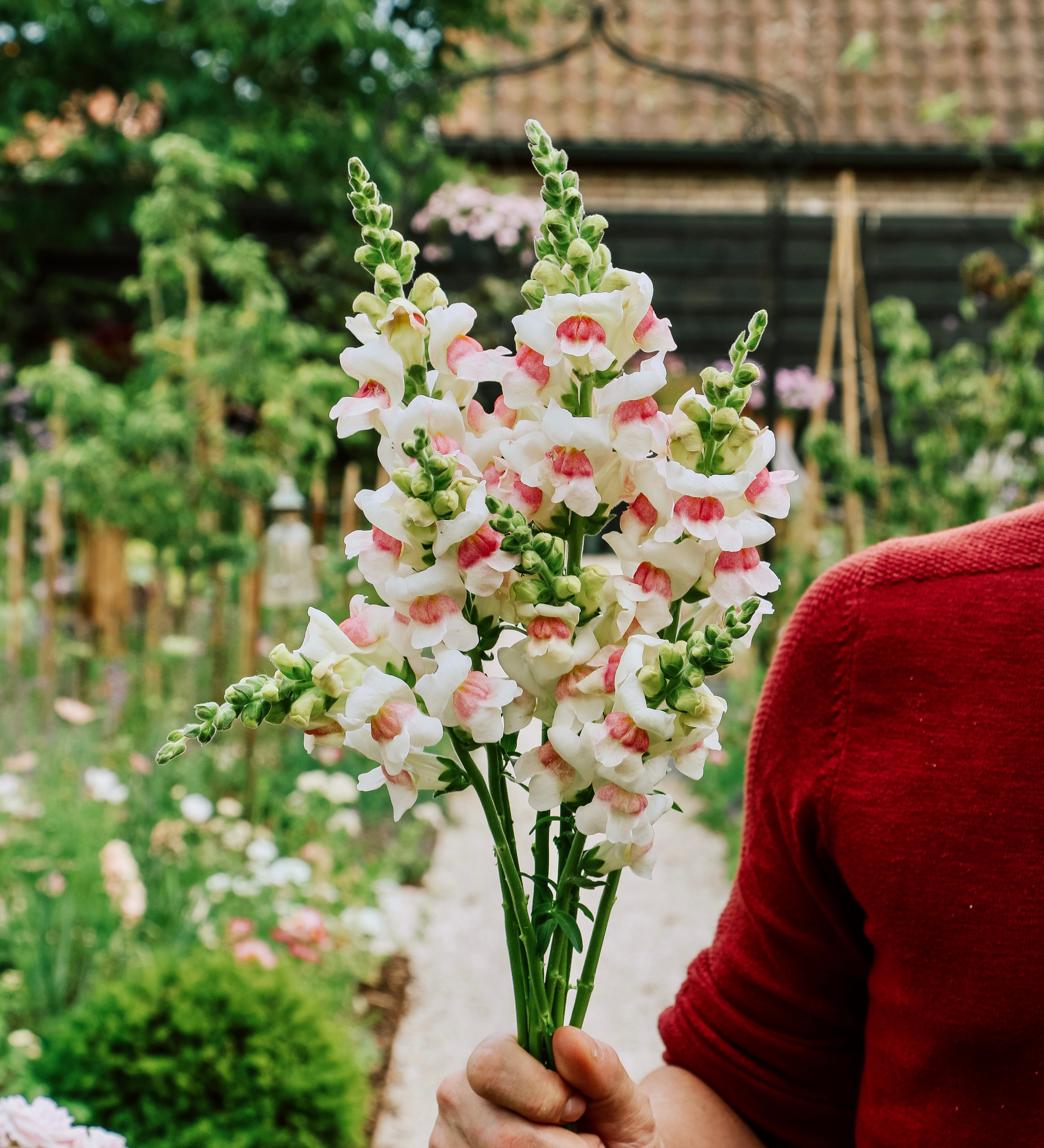 Antirrhinum majus 'opus appleblossom'-Angelo