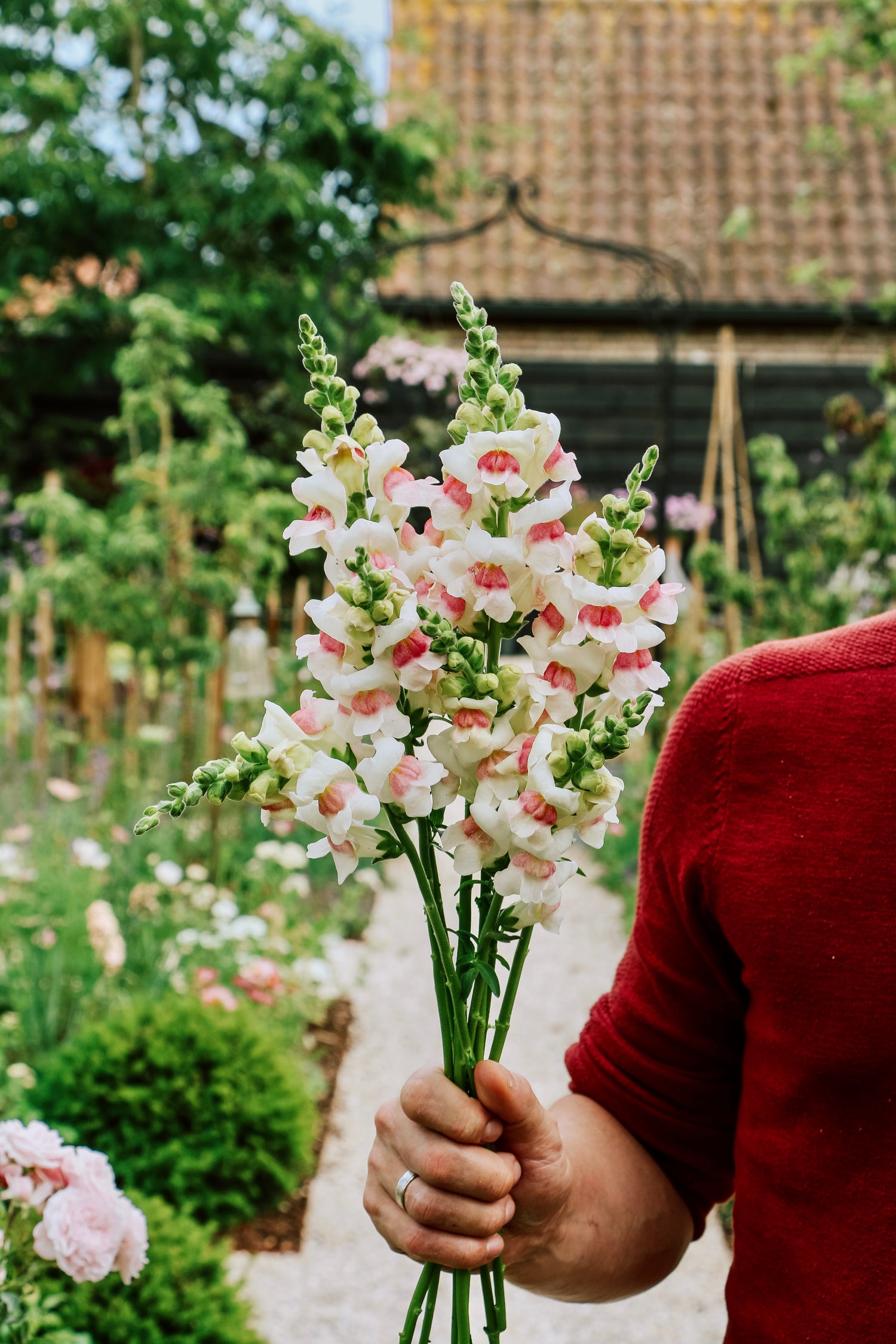 Leeuwenbekje appleblossom