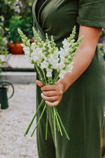 Antirrhinum majus 'potomac ivory white'-Angelo