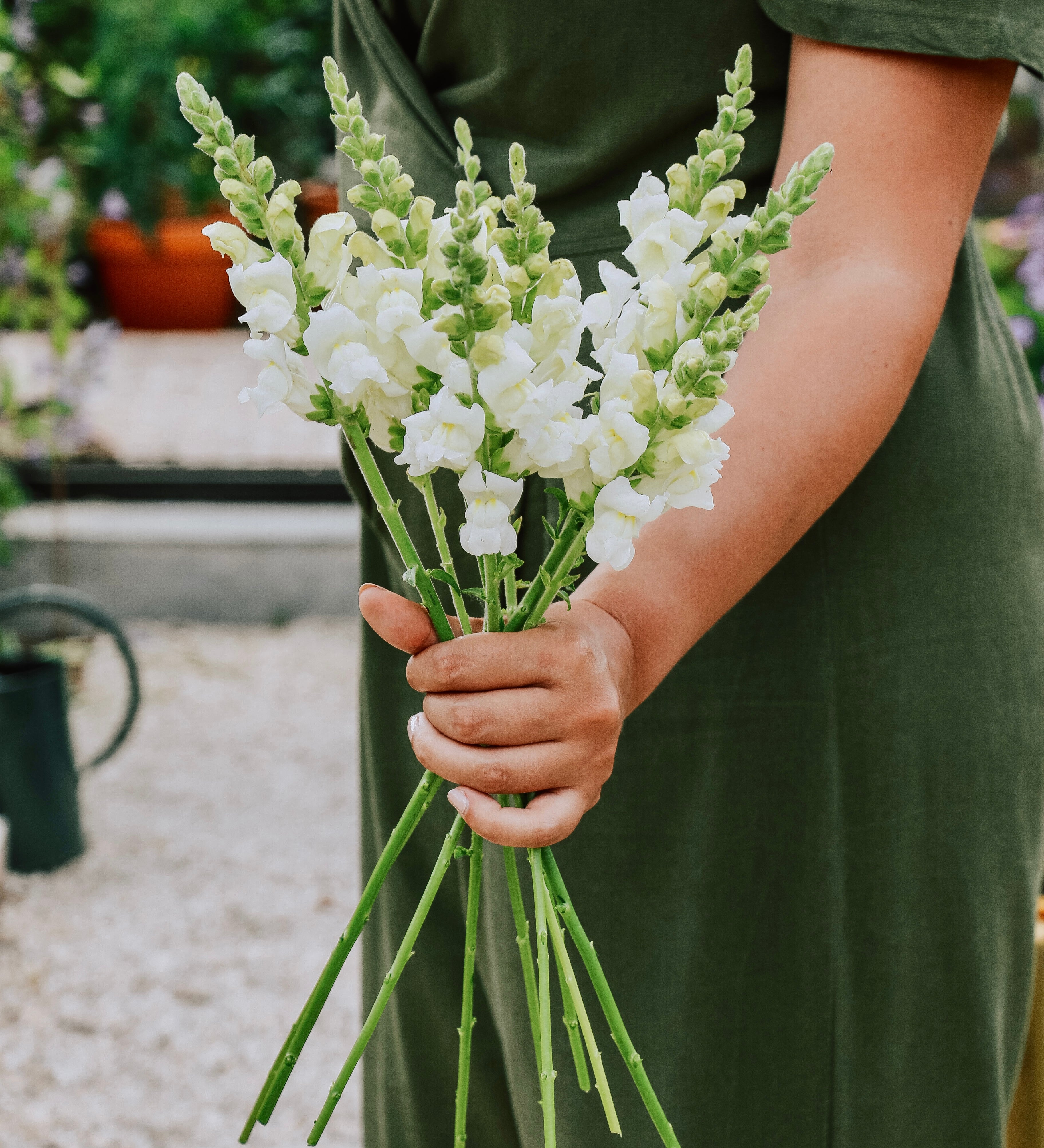 Antirrhinum majus 'potomac ivory white'-Angelo