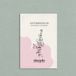 Antirrhinum majus 'potomac lavender'-Angelo