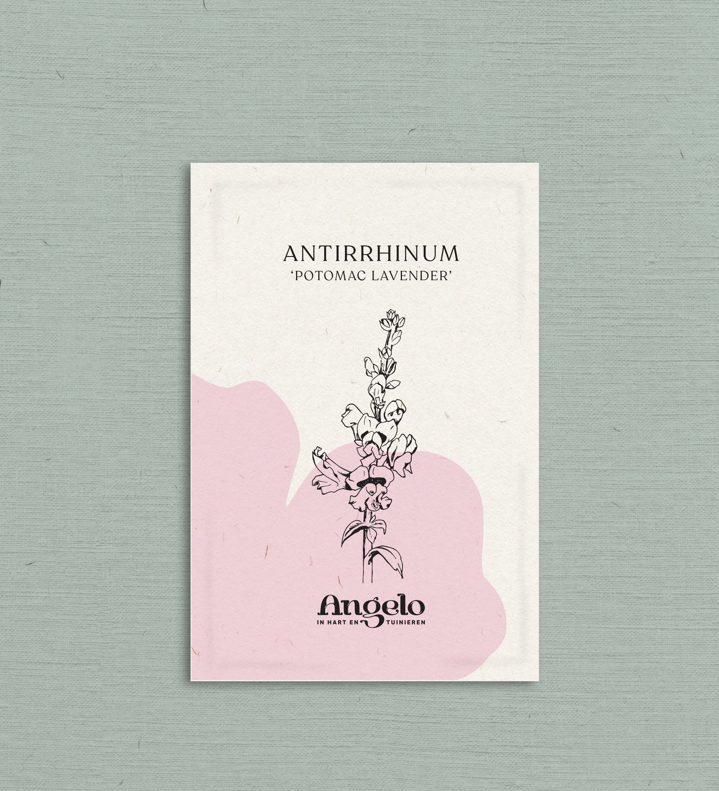 Antirrhinum majus 'potomac lavender'-Angelo