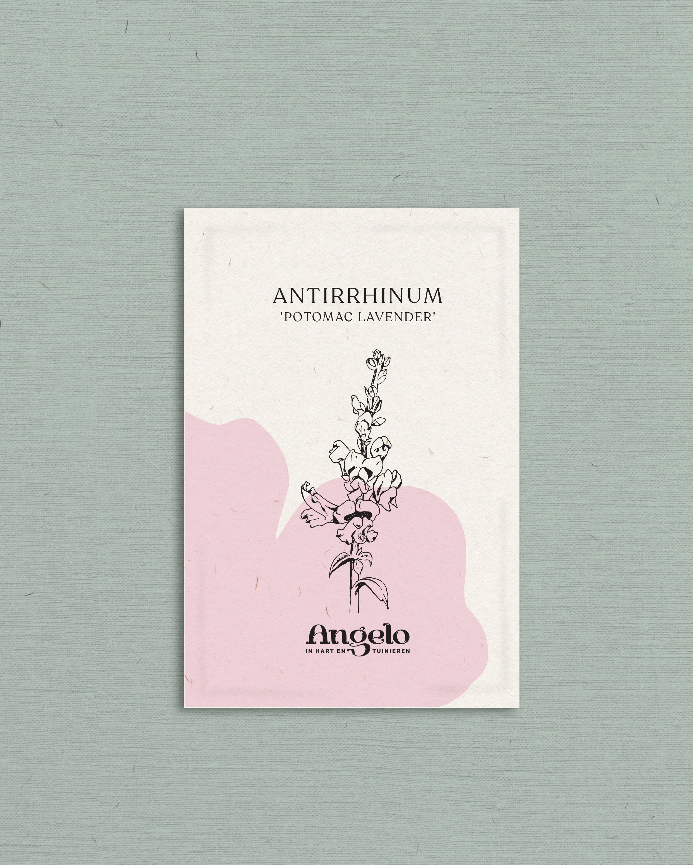 Antirrhinum majus 'potomac lavender'-Angelo