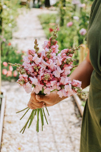 Antirrhinum majus 'potomac lavender'-Angelo