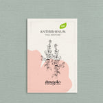 Antirrhinum majus 'Tall Mixture'-Angelo