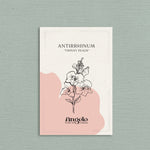 Antirrhinum majus 'twinny peach'-Angelo