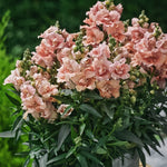 Antirrhinum majus 'twinny peach'-Angelo