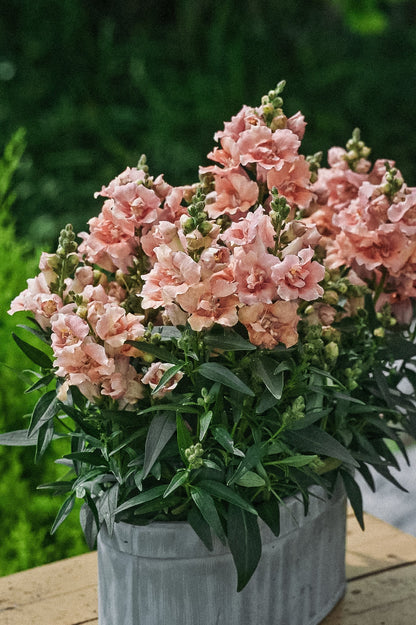 Antirrhinum majus &