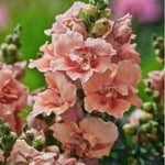 Antirrhinum majus 'twinny peach'-Angelo