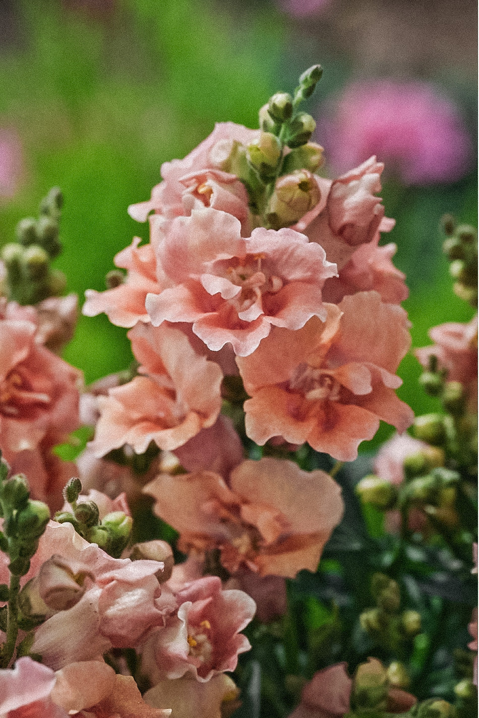 Antirrhinum majus &