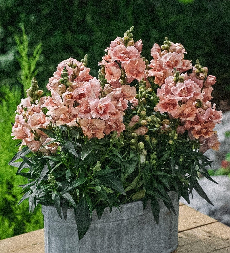 Antirrhinum majus 'twinny peach'-Angelo