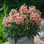Antirrhinum majus 'twinny peach'-Angelo