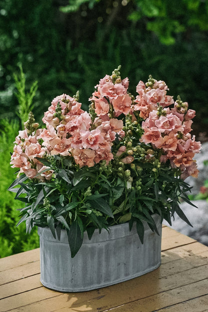 Antirrhinum majus &