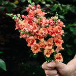 Antirrhinum majus 'madame butterfly bronze'-Angelo