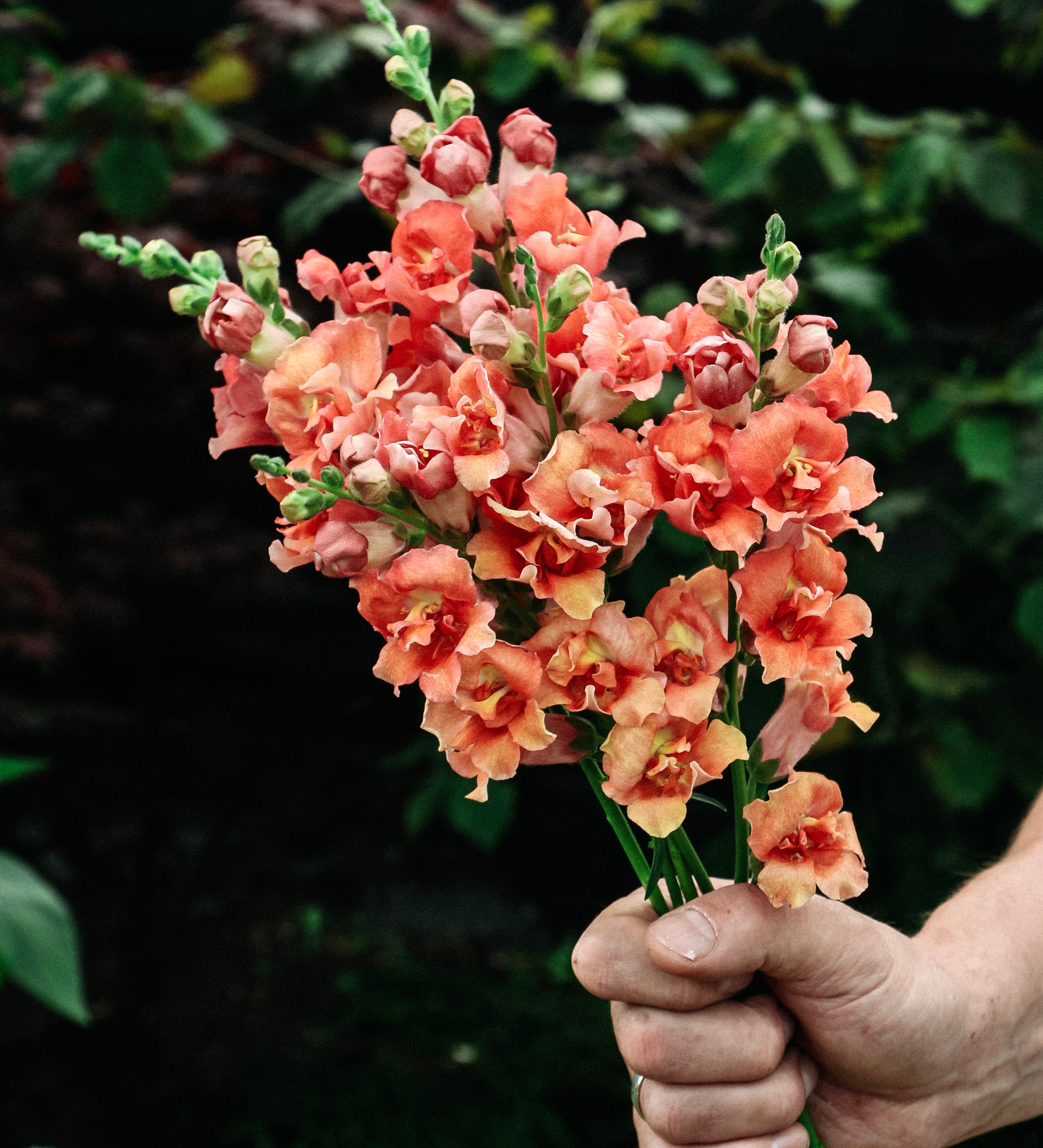 Antirrhinum majus 'madame butterfly bronze'-Angelo