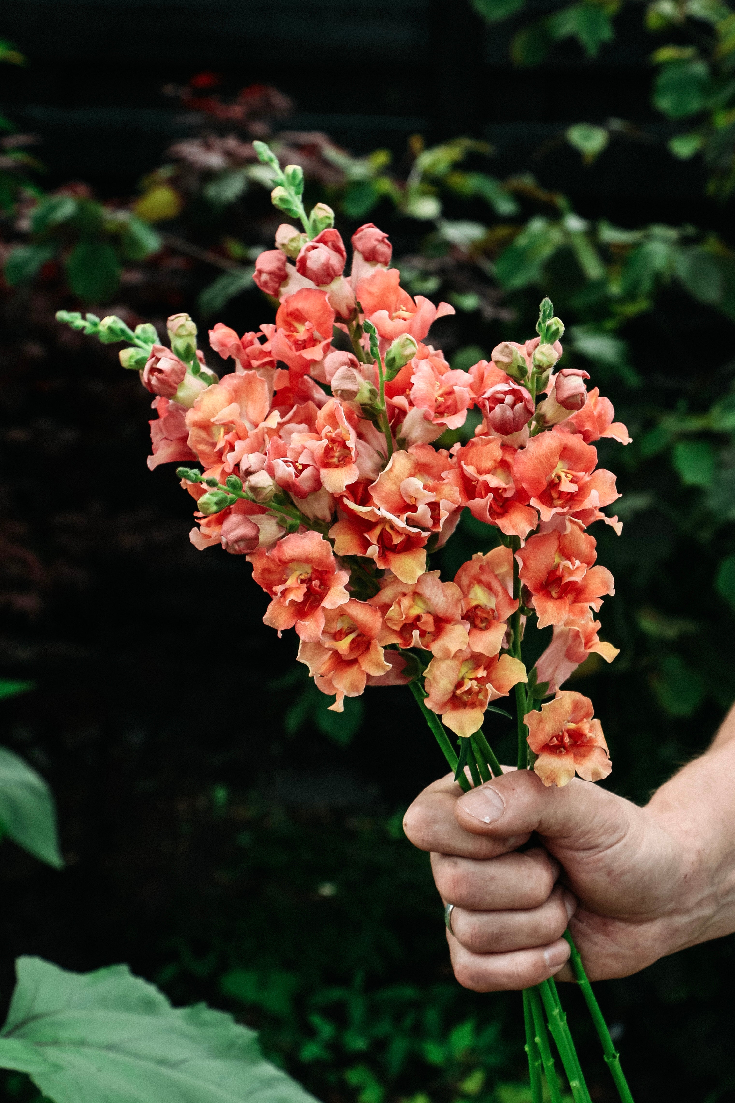 Antirrhinum majus 'madame butterfly bronze'-Angelo