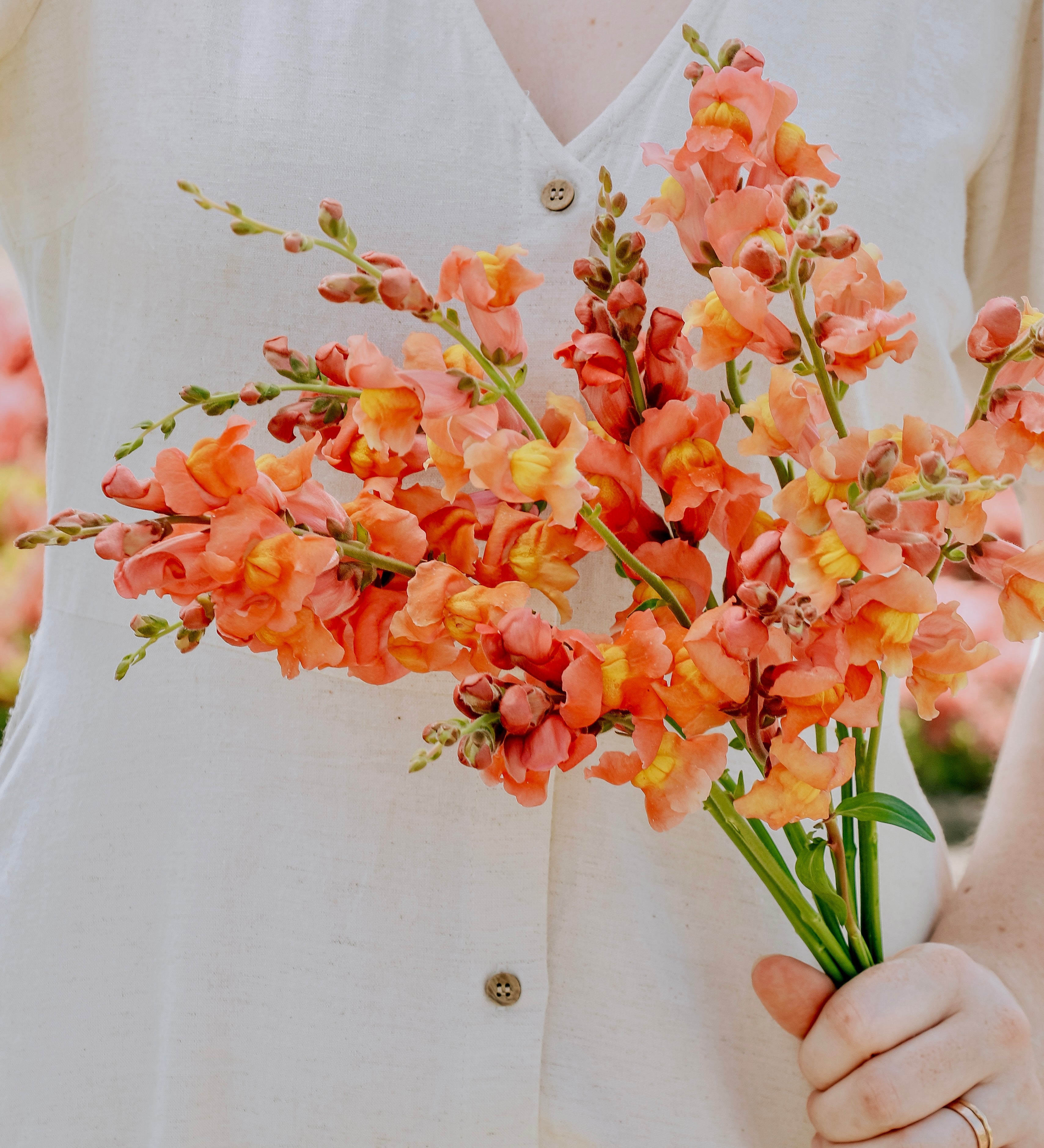 Antirrhinum majus 'potomac orange'-Angelo