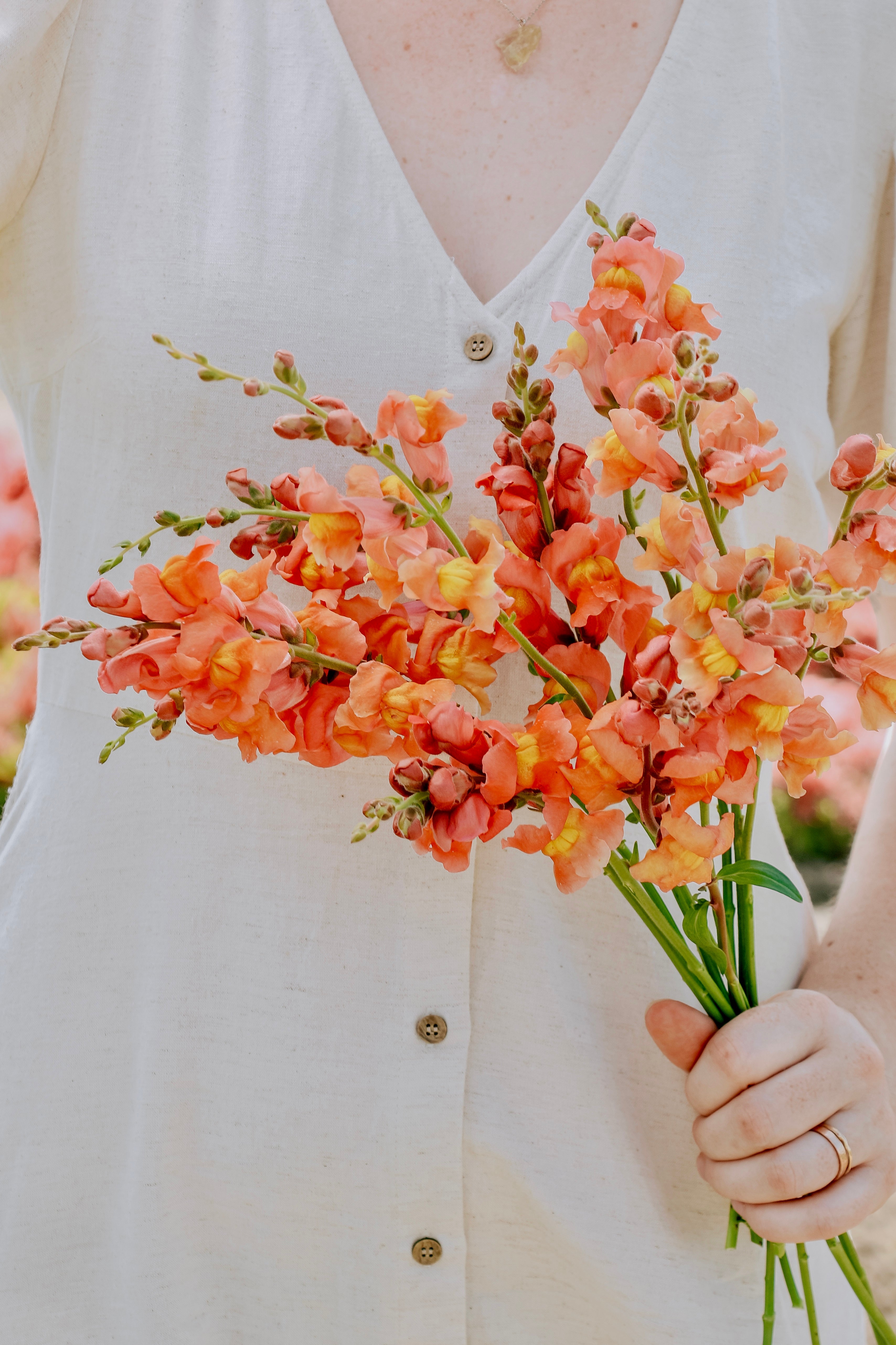 Antirrhinum majus 'potomac orange'-Angelo