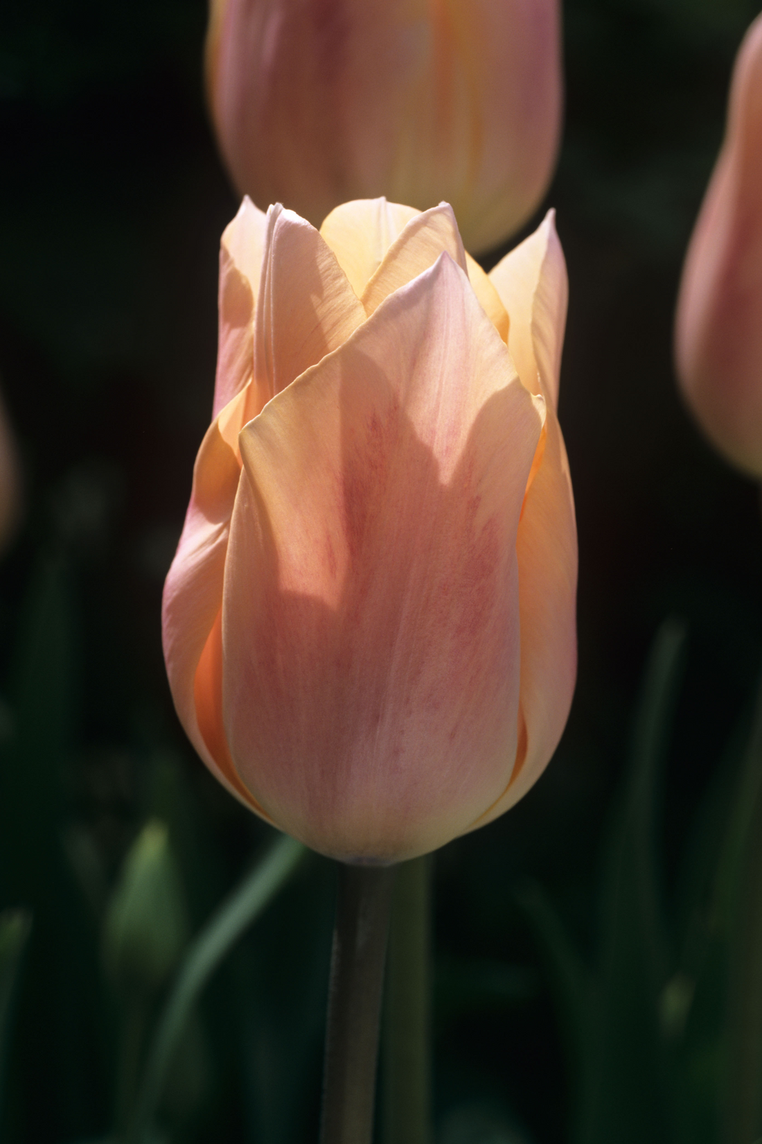 Tulpe &