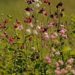 Aquilegia vulgaris 'Barlow Formula Mixture'-Angelo