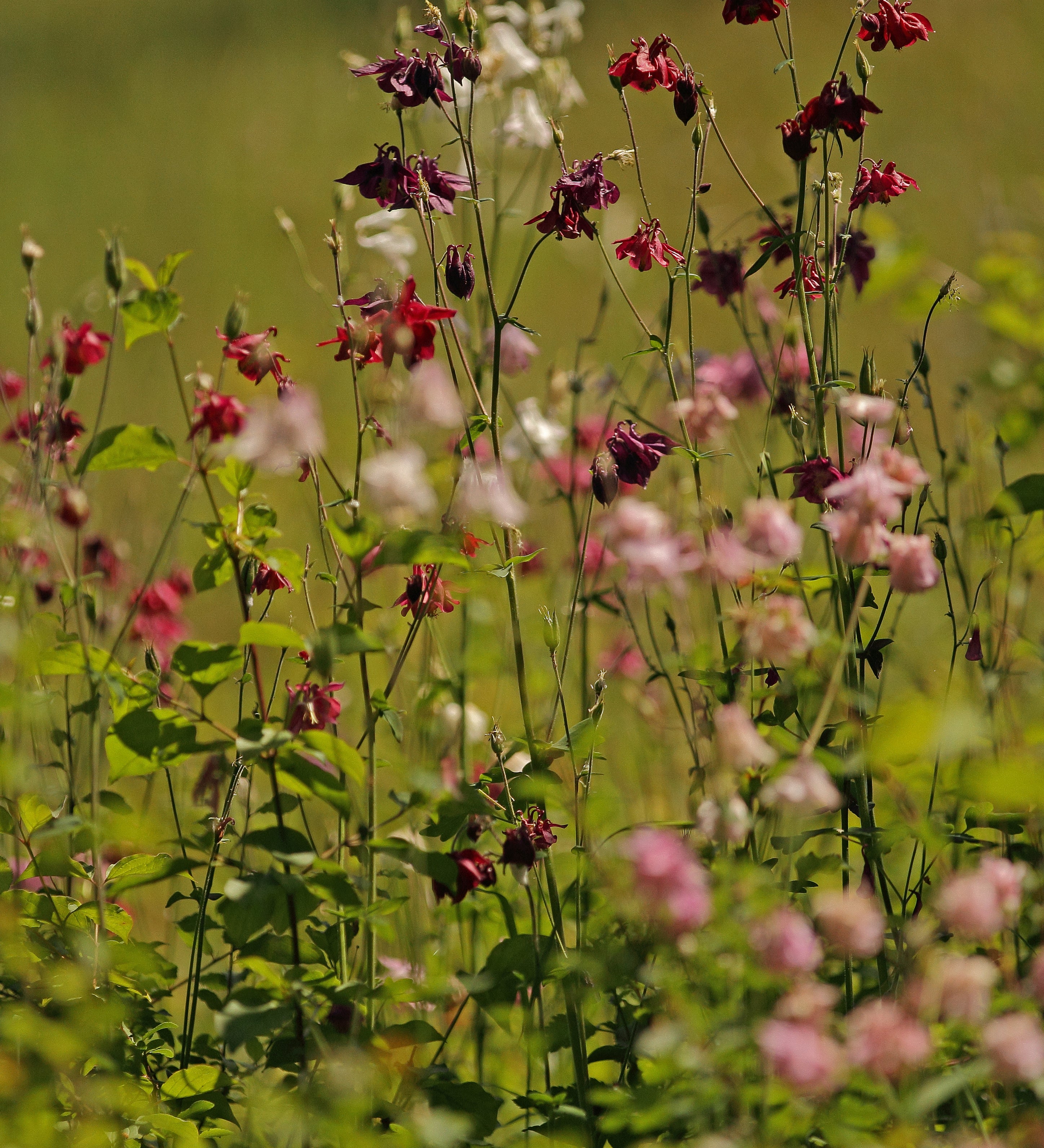 Aquilegia vulgaris 'Barlow Formula Mixture'-Angelo