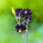 Aquilegia vulgaris 'black barlow'-Angelo
