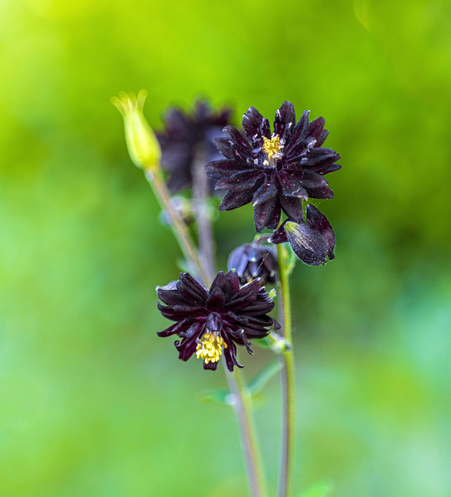 Aquilegia vulgaris 'black barlow'-Angelo