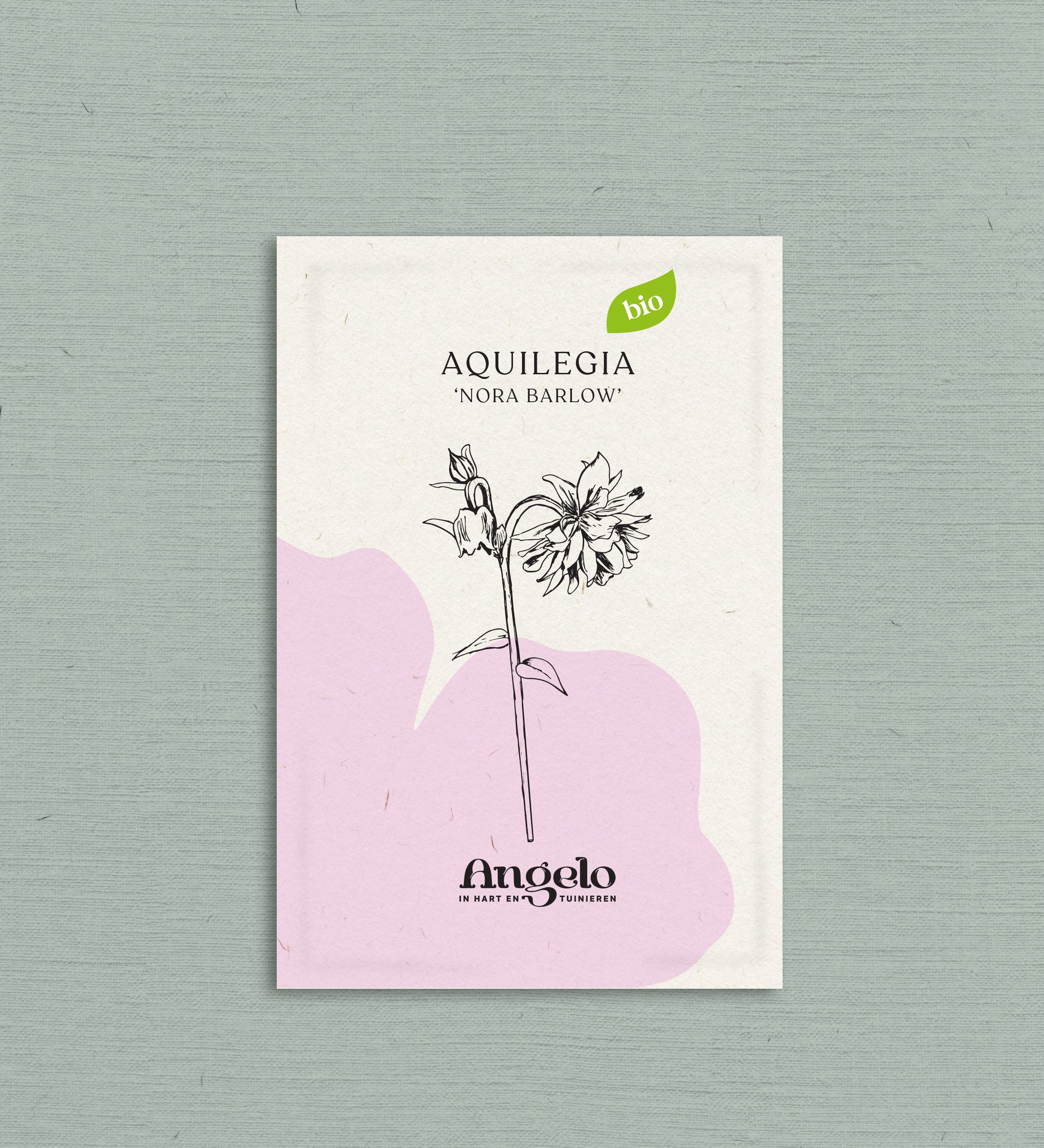 Aquilegia vulgaris 'nora barlow'-Angelo