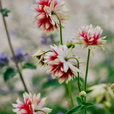 Aquilegia vulgaris 'nora barlow'-Angelo
